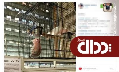 عکس/ یک جفت طوطی 37 میلیون تومان