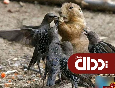 عکس/ دنیای شگفت انگیز مهرومحبت بین حیوانات