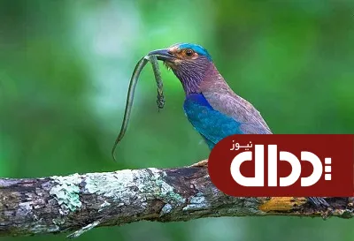 عکس/ شکارچی خوش‌ آب و رنگ