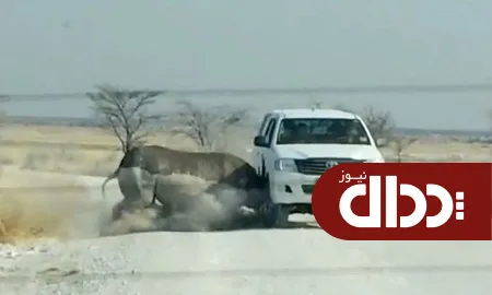 عکس/  تصادف کرگدن با خودرو!