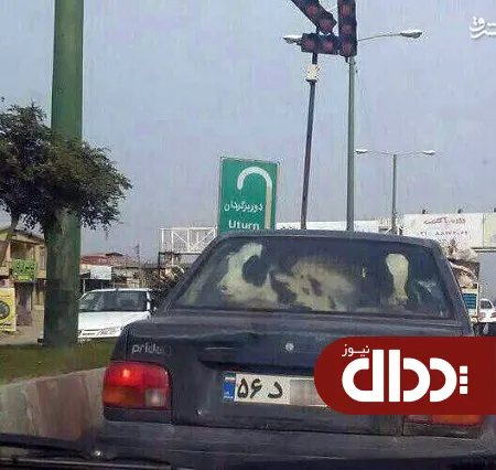 عکس/ حمل 2 راس گاو با پراید!