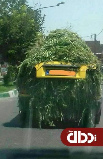 عکس/ پراید گیاه خوار!